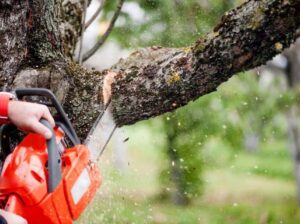 Tree Removal in Canberra
