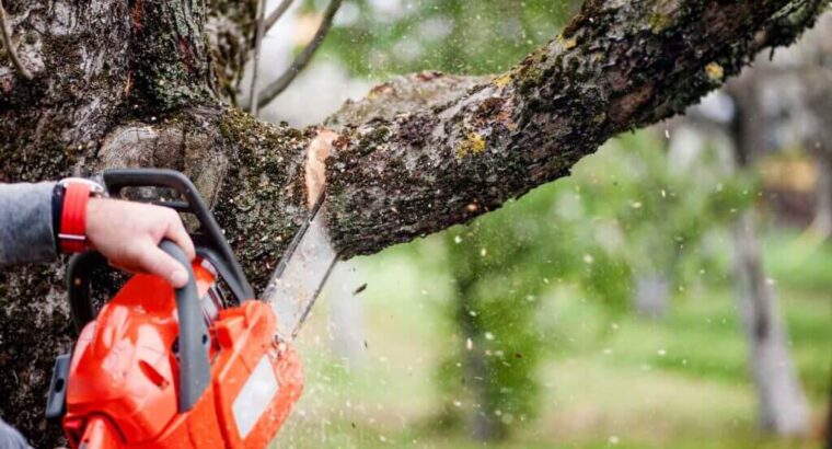 Tree Removal in Canberra