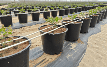 Wholesale 35 Liter Round Pots