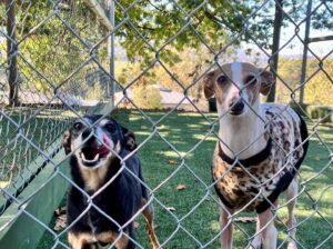Dog Boarding Melbourne
