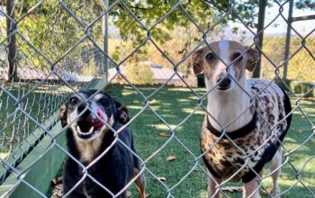 Dog Boarding Melbourne