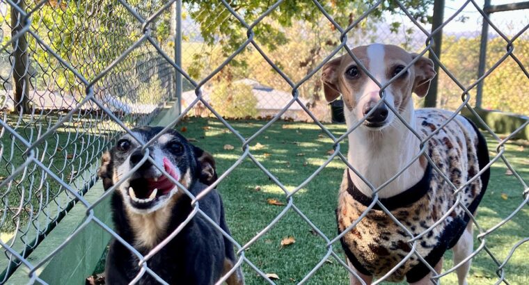 Dog Boarding Melbourne