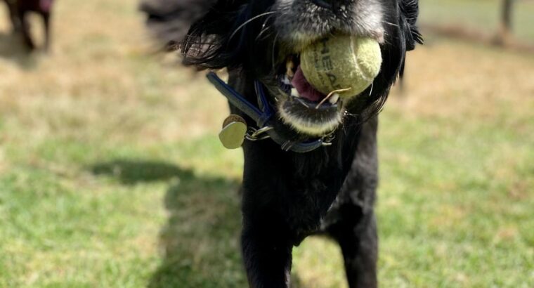 Dog Boarding Melbourne