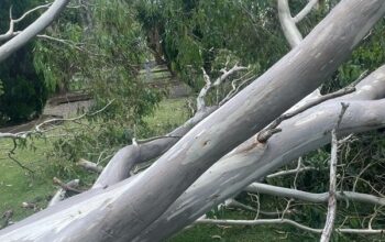 A Helpful Guide to Safe and Stress-Free TreeRemovl