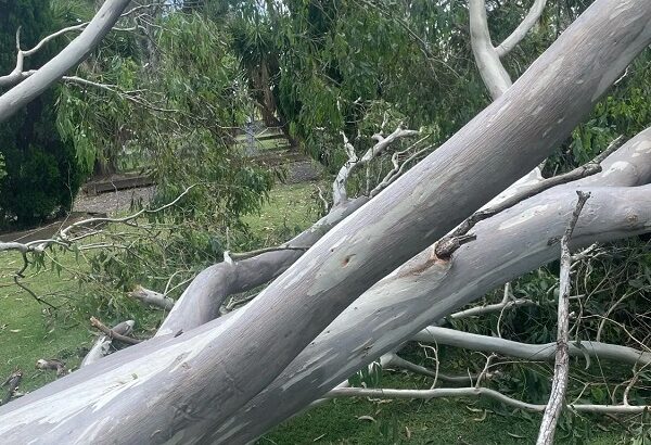 A Helpful Guide to Safe and Stress-Free TreeRemovl