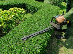 Hedging Services in Brisbane